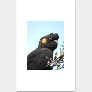 Yellow-tailed Black Cockatoo Posters and Art